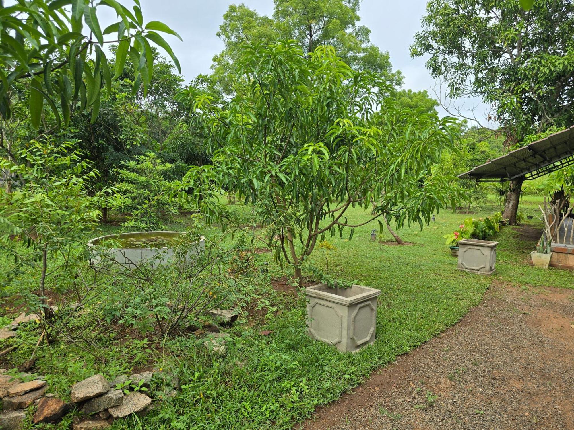 Ceylon Resort Parque Nacional Wilpattu Exterior foto